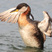 Red-necked Grebe